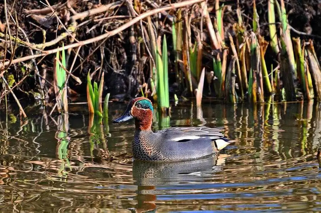 Eurasian teal